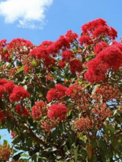 ยูคาลิปตัสแดง / ยูคาลิปตัสออสเตรเลีย (Corymbia ficifolia) / 10 เม็ด (Australia) *