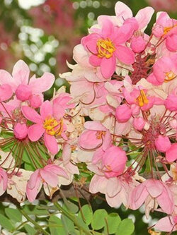 ชัยพฤกษ์ (Java cassia) / 25 เม็ด (P2S)