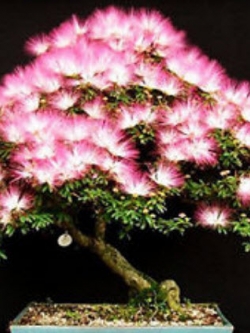 ทิ้งถ่อนบอนไซ สีชมพู (Pink Siris) / 5 เม็ด (นอก)