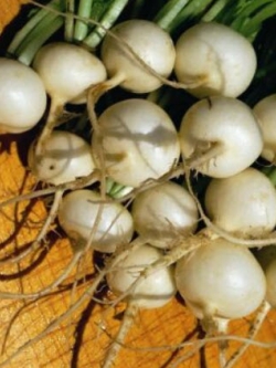 ไชเท้า เฮลสโตน หรือไชเท้าขาว (Radish Hailstone) / 500 เม็ด (UK)