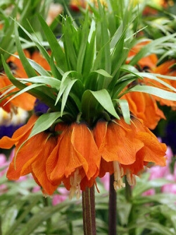 มงกุฏจักรพรรดิ์ (Crown Imperial) สีส้ม / 50 เม็ด