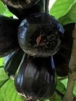 ต้นชมพู่มะเหมี่ยว มะเหมี่ยวดำ จาไมก้า สูง 40-50 ซ.ม.