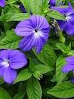 พลอยไพลิน (Browallia) / 400 เม็ด (UK)