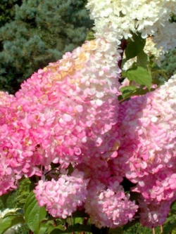 ไลแลคญี่ปุ่น (Japanese Lilac) สีขาวชมพู / 50 เม็ด (นอก)