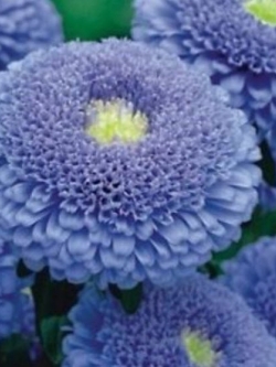 แอสเตอร์ (Aster - Christina Chinesis) สีม่วง / ซอง 120 เม็ด (Ukraine)