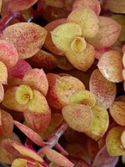 ต้นริบบิ้นชาลี ใบทองด่างม่วง กระถาง 4 นิ้ว