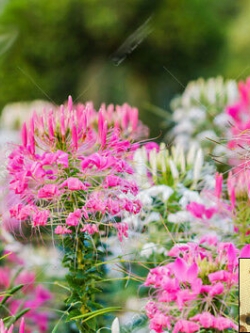 เสี้ยนฝรั่ง (Spider flower) คละ / ซอง 80 เม็ด (P2S)*