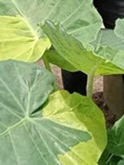 ต้นออดิบด่างเหลือง กระถาง 8 นิ้ว