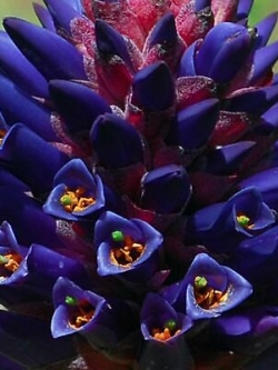 ชากัวลิลโล่ (Chagualillo / Puya Venusta) / 10 เม็ด (Portugal)