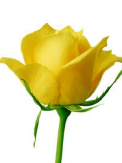 กุหลาบ สีเหลือง / 50 เม็ด (#12)