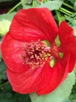 ชบาโคมสีแดง / 5 เม็ด (USA)