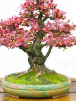 บาเบอรี่แดง (Red Barberry) บอนไซ / 60 เม็ด (UK)