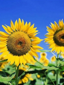 ทานตะวัน (Sunflower) / ซอง 15 เม็ด (A007)