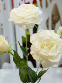 ไลซิแอนทัส (Lisianthus) สีเหลืองอ่อน / 50 เม็ด