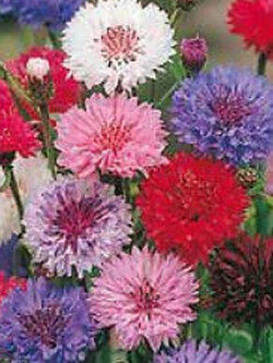 คอร์นฟลาวเวอร์ - โพลก้า ด็อท (Cornflower - Polka Dot) คละ / 15 เม็ด (UK)