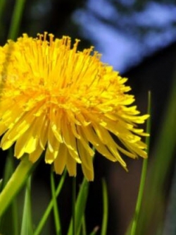 แดนดิไลออน (Dandelion) / 100 เม็ด (UK)