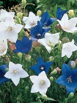 บอลลูน คละน้ำเงิน-ขาว / 20 เม็ด (USA) (ขายดี)