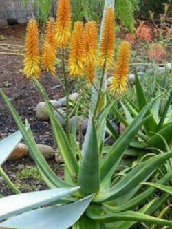 ว่านหางจระเข้ Aloe of Namibia / 10 เม็ด (Portugal)*