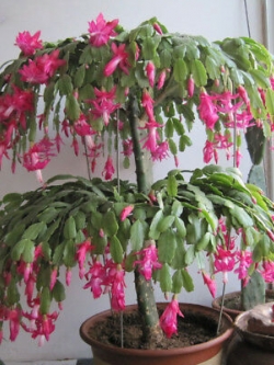 แคคตัสญี่ปุ่น สีชมพูอ่อน (light pink) / 100 เม็ด