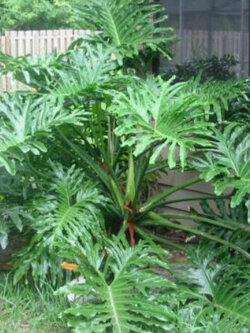 ฟิโลใบมะละกอ หรือ ฟีโล ซีลอม (Philodendron selloum) / 10 เม็ด