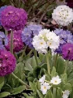 พริมูลา (Primula Denticulata - Hybrids) / 100 เม็ด (UK)
