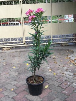 ต้นยี่โถ ดอกชมพู สูง 70-90 ซม. / ต้น