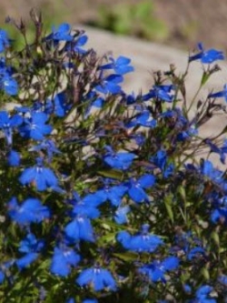 โลบีเลียเลื้อย สีน้ำเงิน (Blue edging lobelia) / 6,400 เม็ด (Poland)*