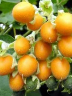 ทามาริลโล (Tamarillo) เหลือง / 10 เม็ด (Australia)