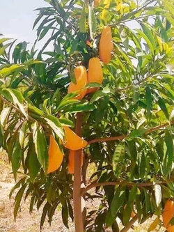 ต้น เซียนท้อ ม่อนไข่ยักษ์ เหยาถัง สูง 30-50 ซ.ม.