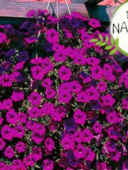 พิทูเนีย เวฟ (Hanging Petunia Wave) คละ 20 ชนิด / 150 เม็ด