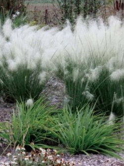 หญ้ามูลี่ (Muhly Grass) สีขาว / 10 เม็ด (UK)