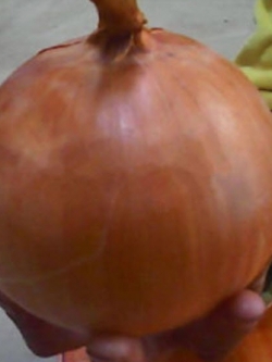 หอมหัวใหญ่ ขนาดยักษ์ / 50 เม็ด (นอก)