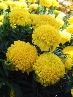ดาวเรืองแอฟริกัน (Aztec Marigold) / ซอง 50 เม็ด (A097)