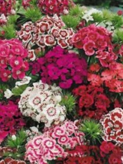 สวีทวิลเลี่ยม-ทรู อเมริกา (Sweet William - True America) / 50 เม็ด (นอก)