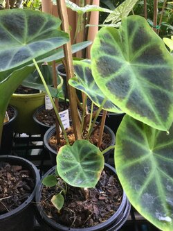 ต้นบอน นางพิม กระถาง 8 นิ้ว