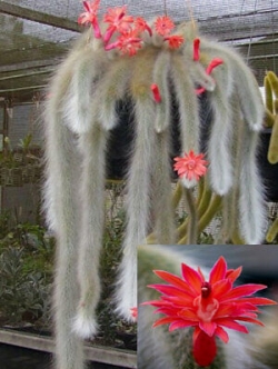 แคคตัสหางลิง (Monkey Tail Cactus) / 50 เม็ด