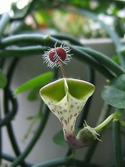 สายป่านดวงใจ พาราชู้ท (Parachute Ceropegia Haygarthii) / 10 เม็ด (นอก)