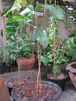 ต้นมณฑาทิพย์ สูง 100-120 ซ.ม. (กระถาง) / ต้น