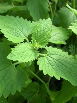 หญ้าแมว (Catnip) / 1,250 เม็ด (UK)