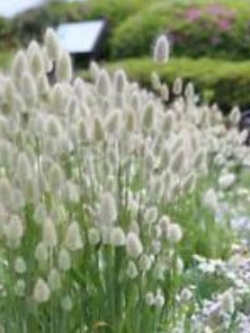หญ้าหางกระต่าย (Bunny Tail) / 100 เม็ด (UK)