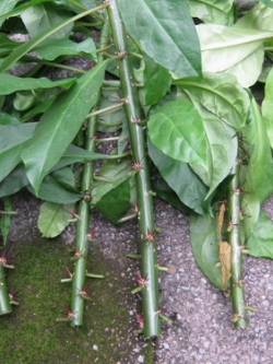 กิ่งกุหลาบพุกาม ตัดสด ยาว 20-25 ซ.ม. / มัดละ 5 ท่อน