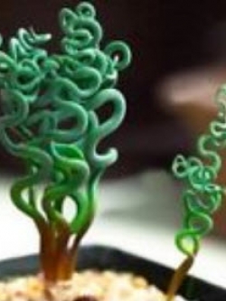 Spiral grass (Succulents) / 25 เม็ด (USA)*