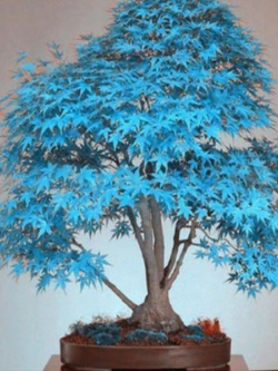 Japanese Maple Bonsai สีฟ้า / 20 เม็ด
