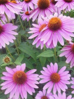 เอ็กไคนาเซีย (Echinacea - Dark Knight) สีม่วง / 200 เม็ด
