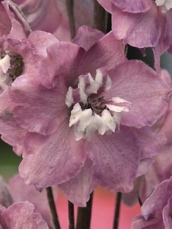 เดลฟินเนียม (Delphinium) ชมพู-ขาว / 25 เม็ด (UK)