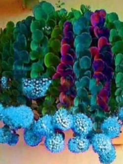 แคคตัส (Cactus - onion) สีฟ้า / 50 เม็ด