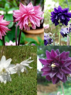 โคลัมบายน์ (Columbine Barlow) คละ / 300 เม็ด (UK)