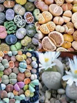 ไลทอปส์ (Lithops) คละ / 100 เม็ด