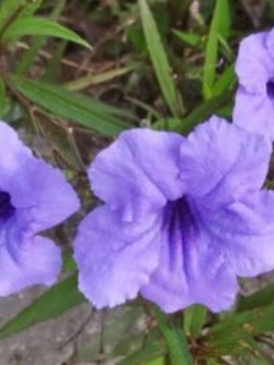 ต้นต้อยติ่งฝรั่ง สีม่วง ถุงดำ สูง 25-40 ซ.ม. / ต้น