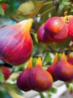 มะเดื่อฝรั่งหวานสีแดง / 100 เม็ด